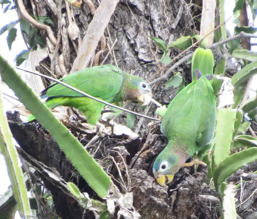 黄嘴鹦哥(Amazona collaria)
