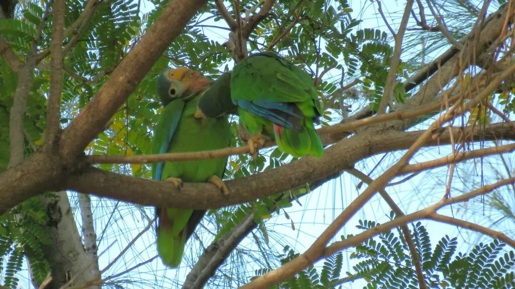 黄嘴鹦哥(Amazona collaria)