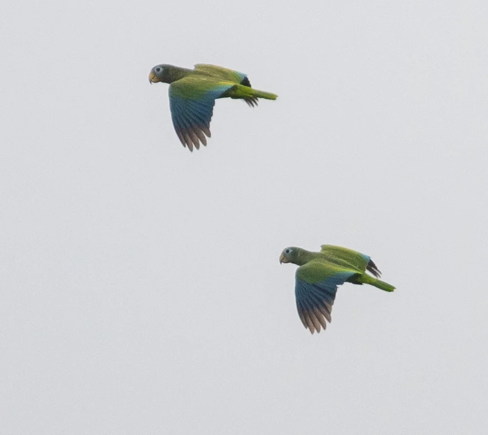 黄嘴鹦哥(Amazona collaria)