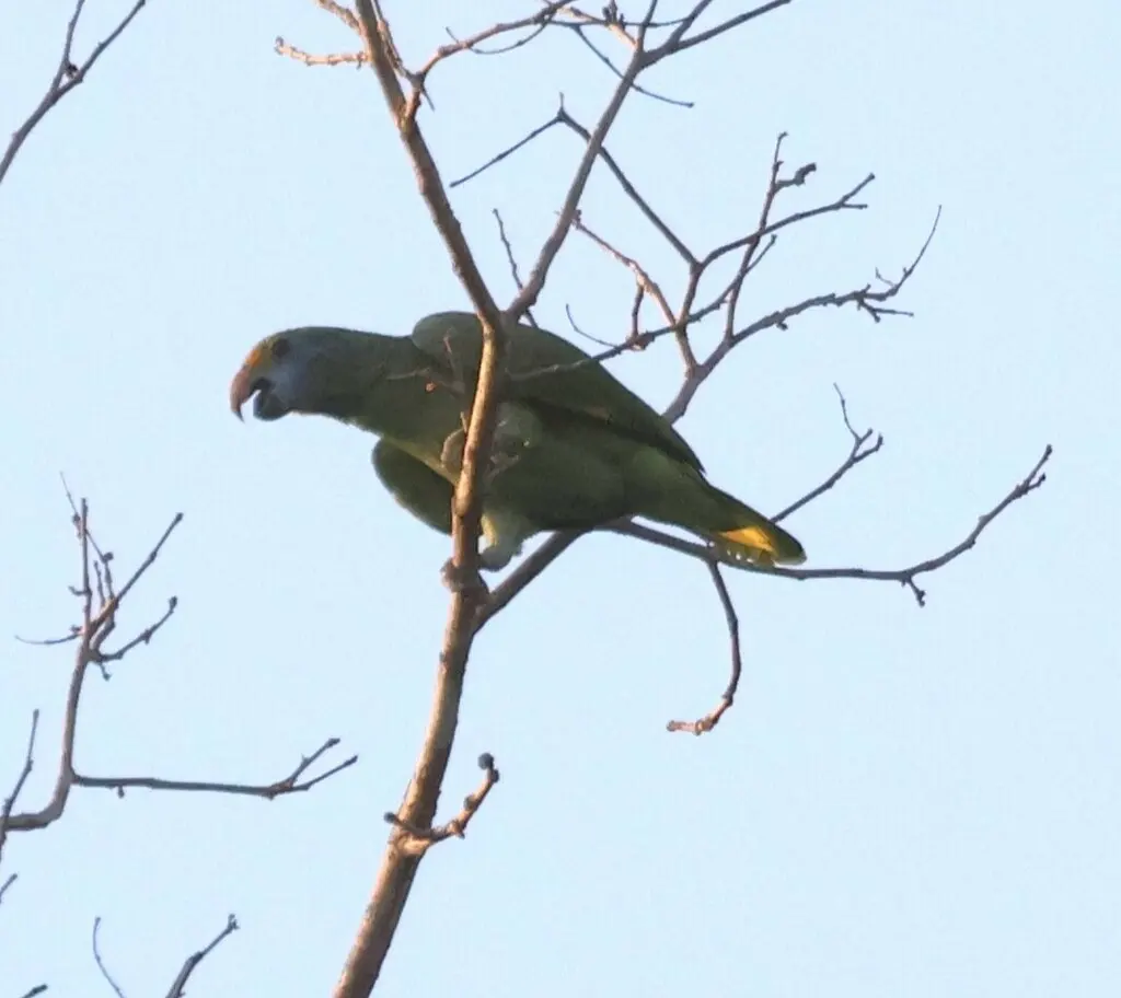 蓝颊鹦哥(Amazona dufresniana)