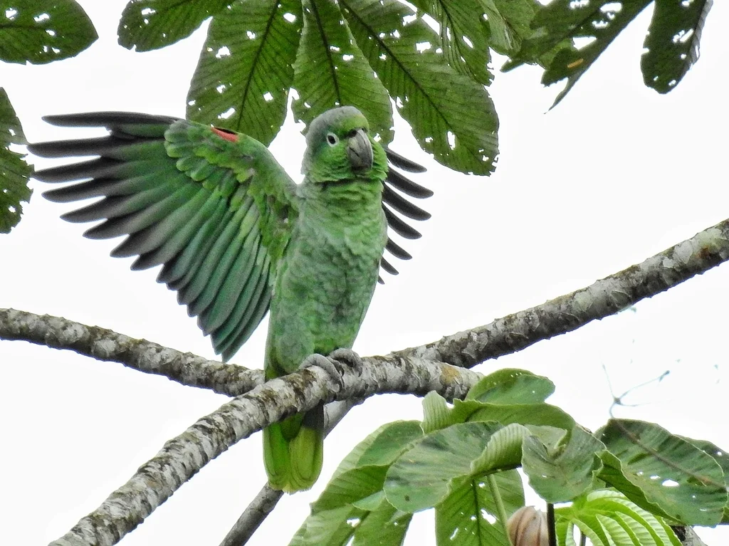 斑点鹦哥(Amazona farinosa)