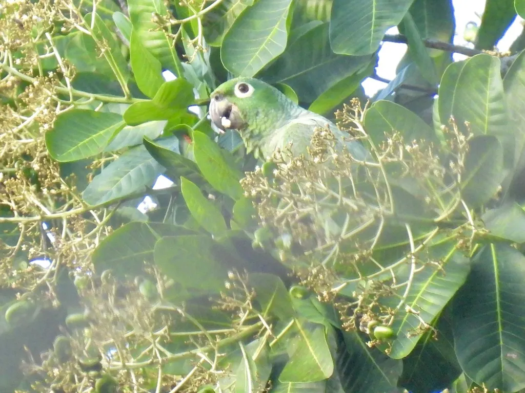 斑点鹦哥(Amazona farinosa)