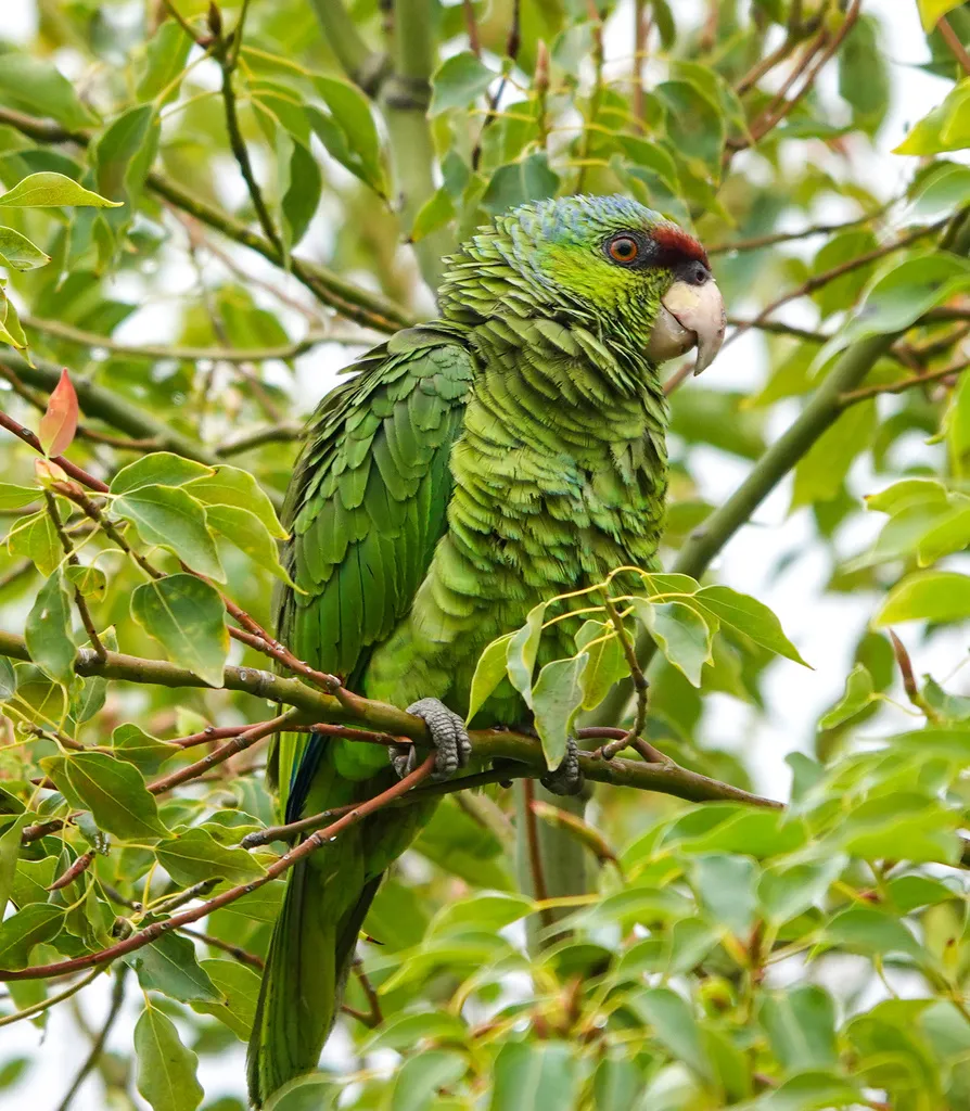 淡紫冠鹦哥（Amazona finschi）