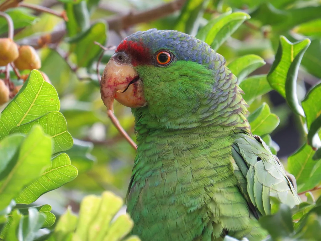 淡紫冠鹦哥（Amazona finschi）