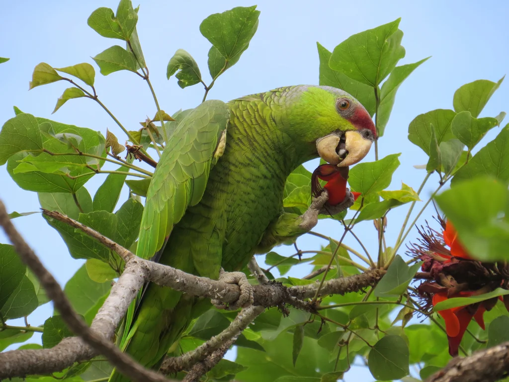 淡紫冠鹦哥（Amazona finschi）