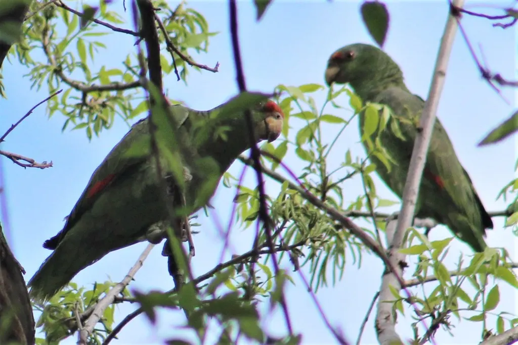 淡紫冠鹦哥（Amazona finschi）