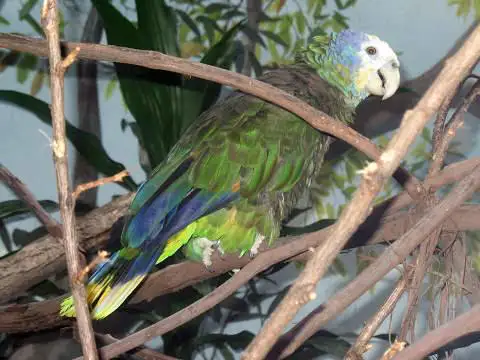 圣文森特鹦哥