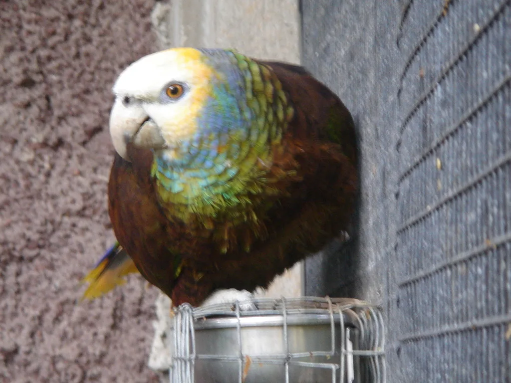 圣文森特鹦哥(Amazona guildingii)