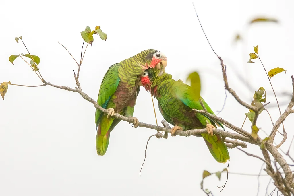 古巴白额鹦哥(Amazona leucocephala)