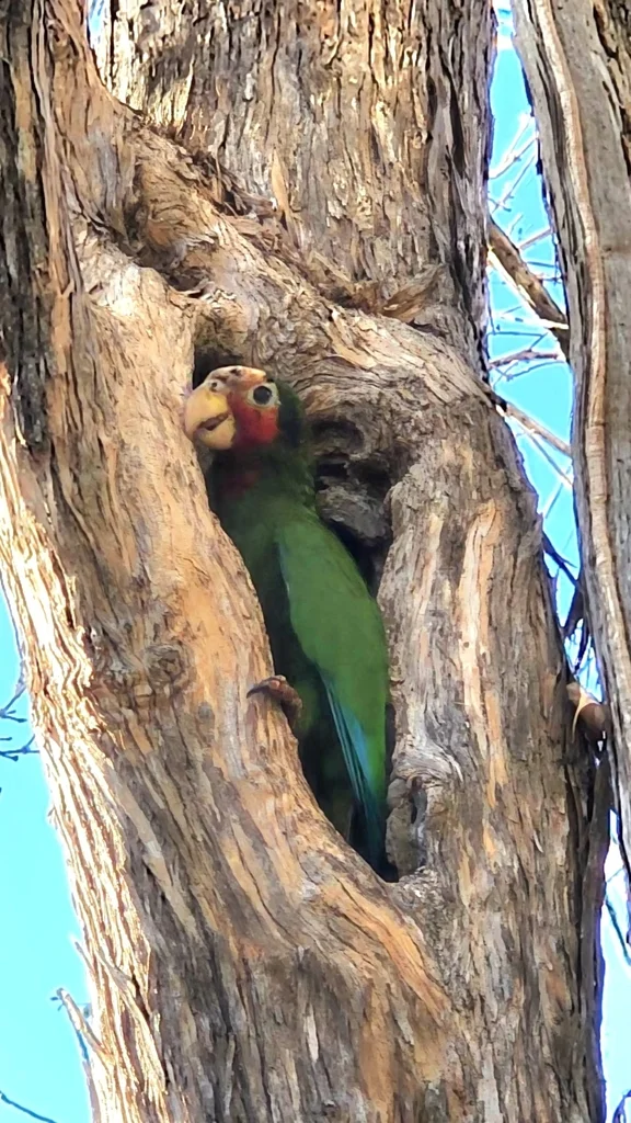 古巴白额鹦哥(Amazona leucocephala)