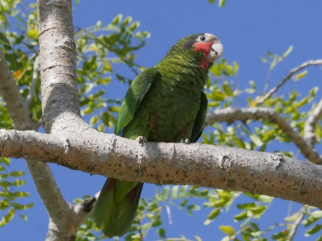 古巴白额鹦哥(Amazona leucocephala)
