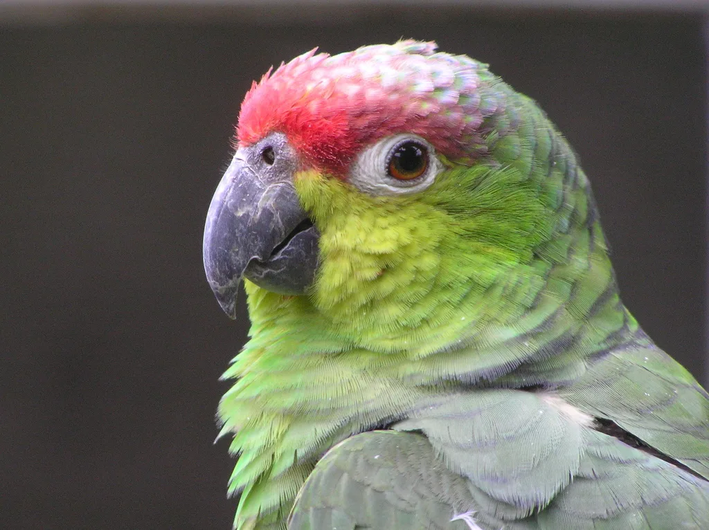 Amazona lilacina（Amazona lilacina）