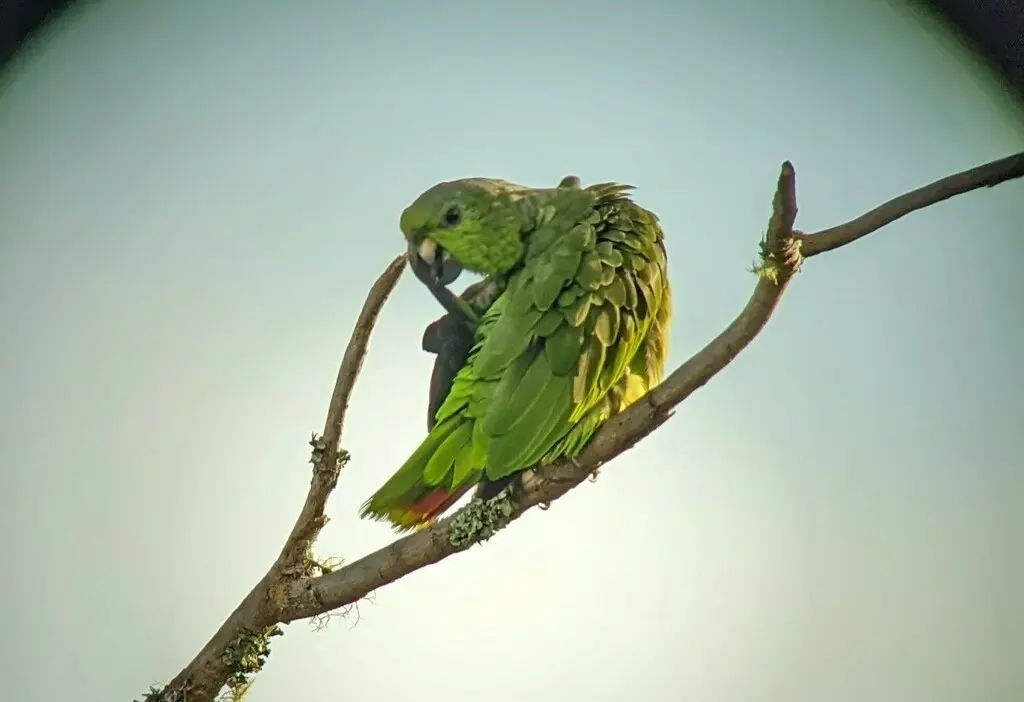鳞颈鹦哥(Amazona mercenarius)