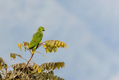 鳞颈鹦哥