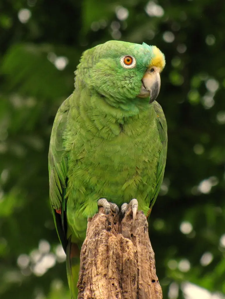 黄冠鹦哥(Amazona ochrocephala)