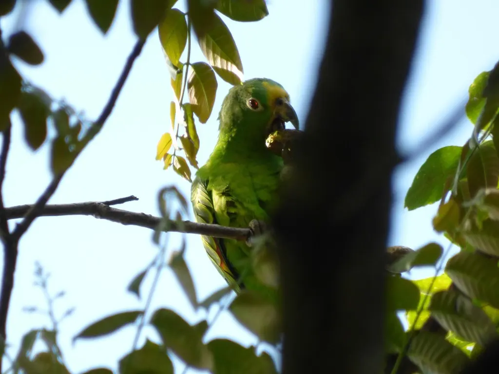 黄冠鹦哥(Amazona ochrocephala)