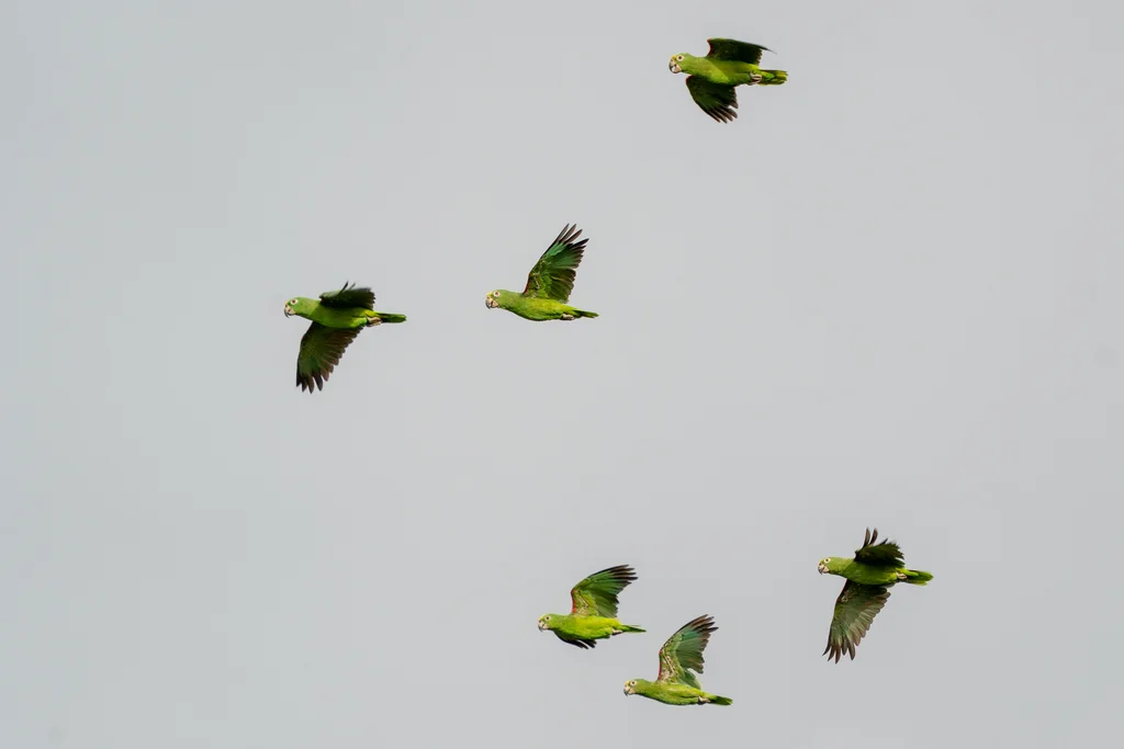 黄冠鹦哥(Amazona ochrocephala)