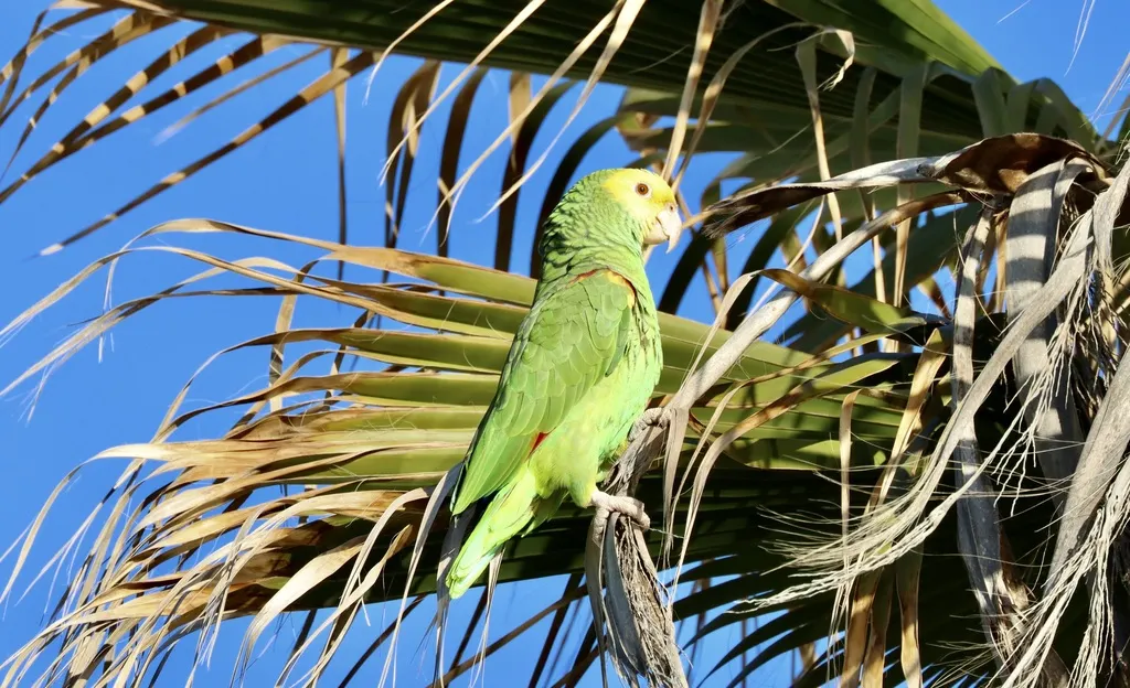 黄头鹦哥(Amazona oratrix)