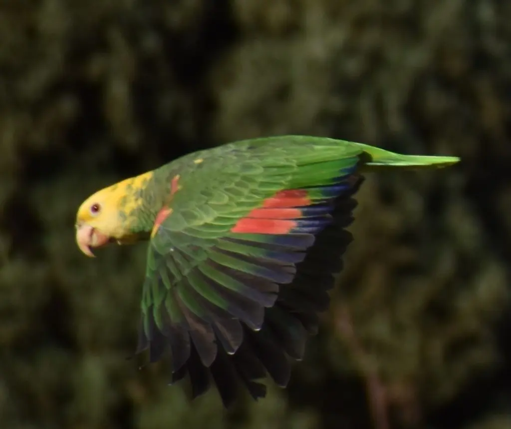 黄头鹦哥(Amazona oratrix)