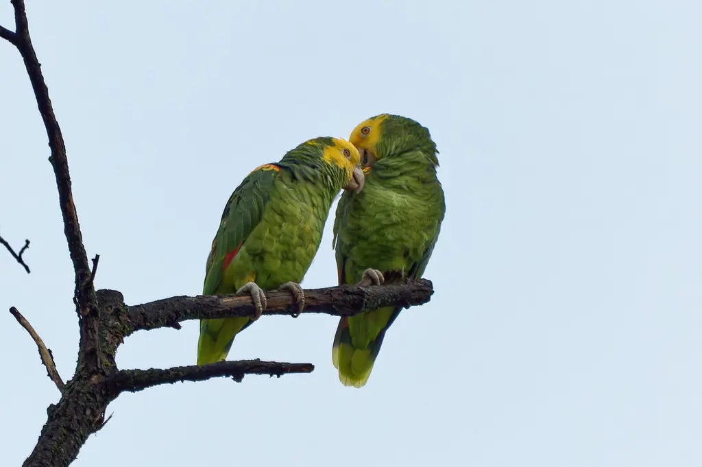 黄头鹦哥(Amazona oratrix)