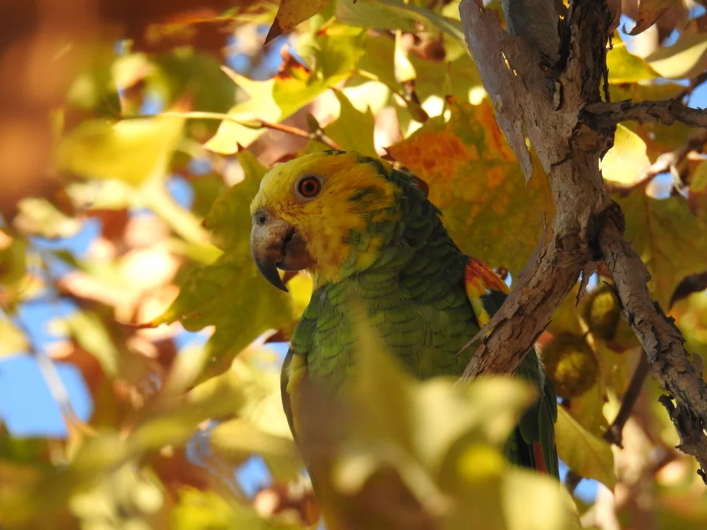 黄头鹦哥(Amazona oratrix)