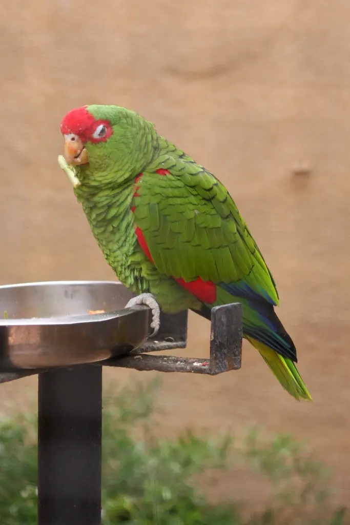 红眶鹦哥(Amazona pretrei)