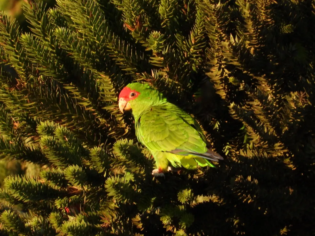 红眶鹦哥(Amazona pretrei)