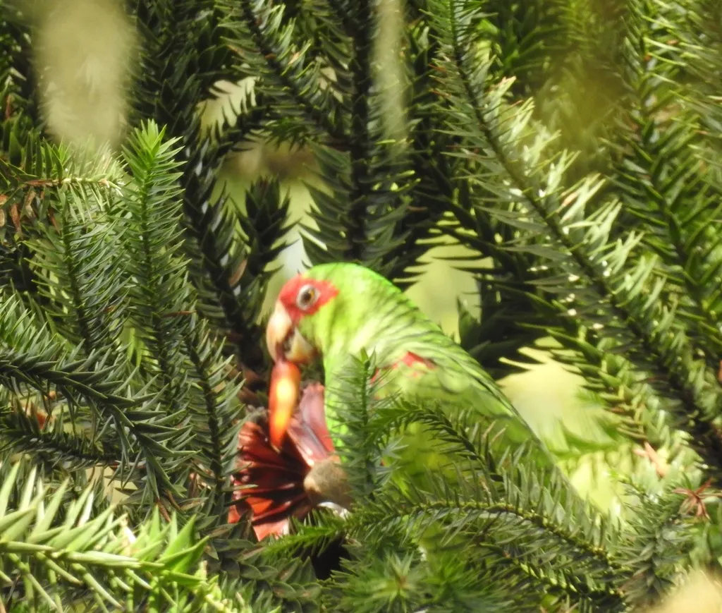 红眶鹦哥(Amazona pretrei)