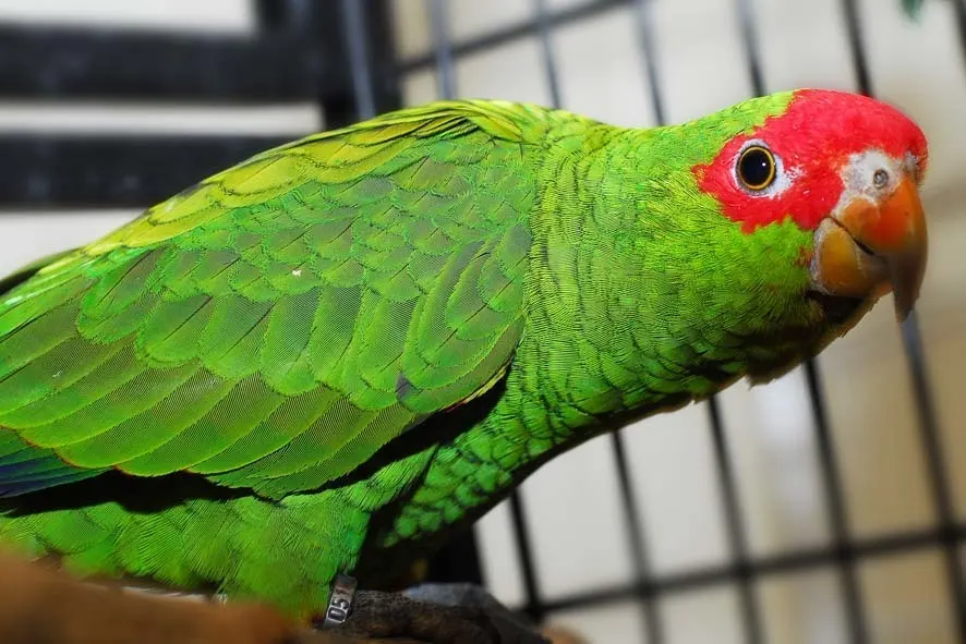 红眶鹦哥(Amazona pretrei)