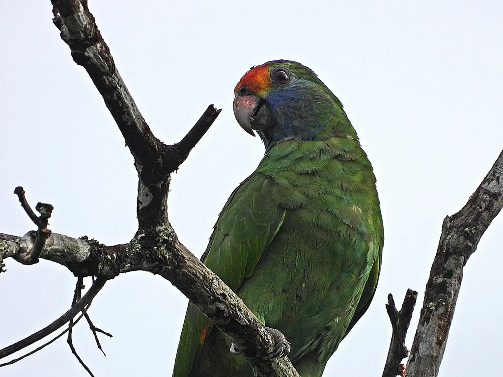红眉鹦哥（Amazona rhodocorytha）