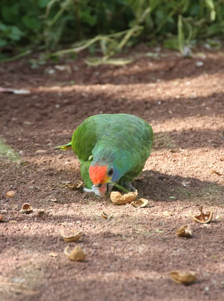 红眉鹦哥（Amazona rhodocorytha）