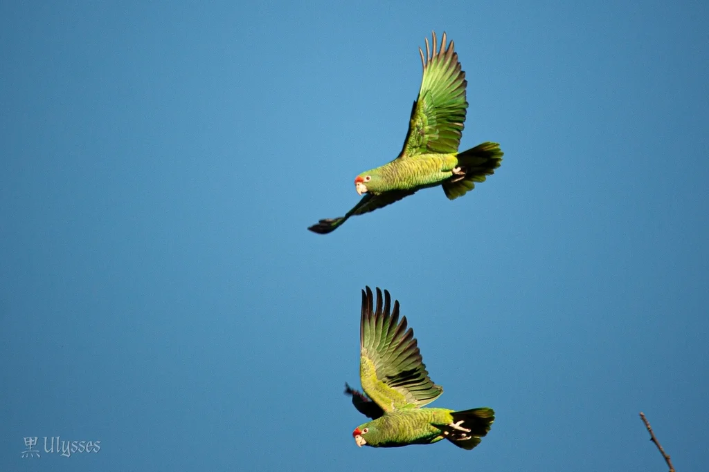 图库曼鹦哥（Amazona tucumana）