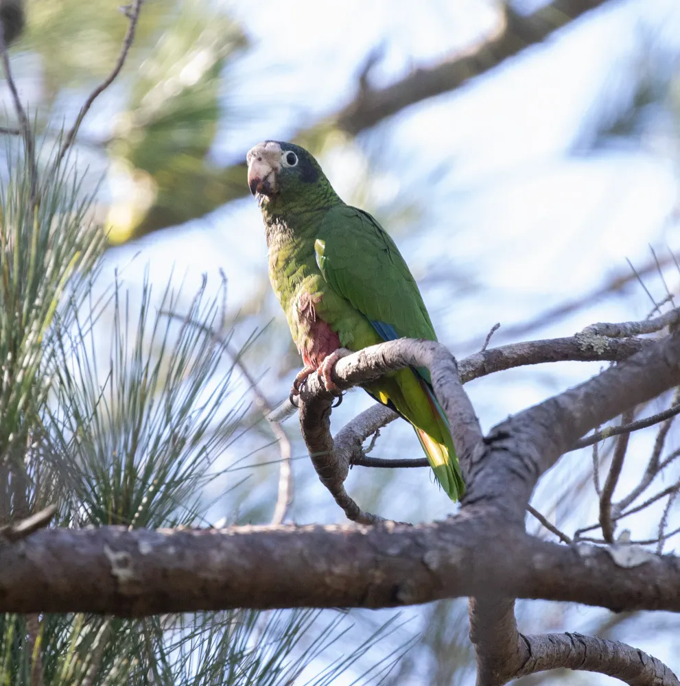 白眶绿鹦哥(Amazona ventralis)