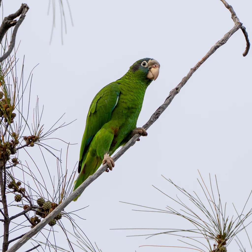 白眶绿鹦哥(Amazona ventralis)