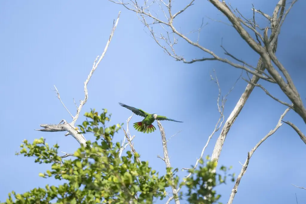 白眶绿鹦哥(Amazona ventralis)