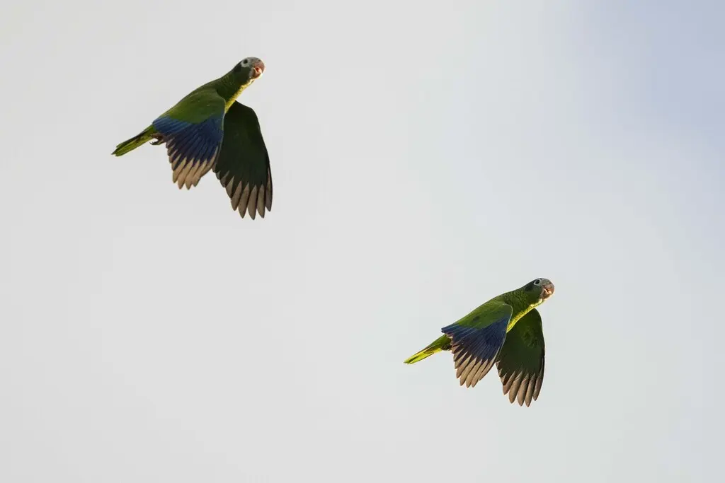 白眶绿鹦哥(Amazona ventralis)