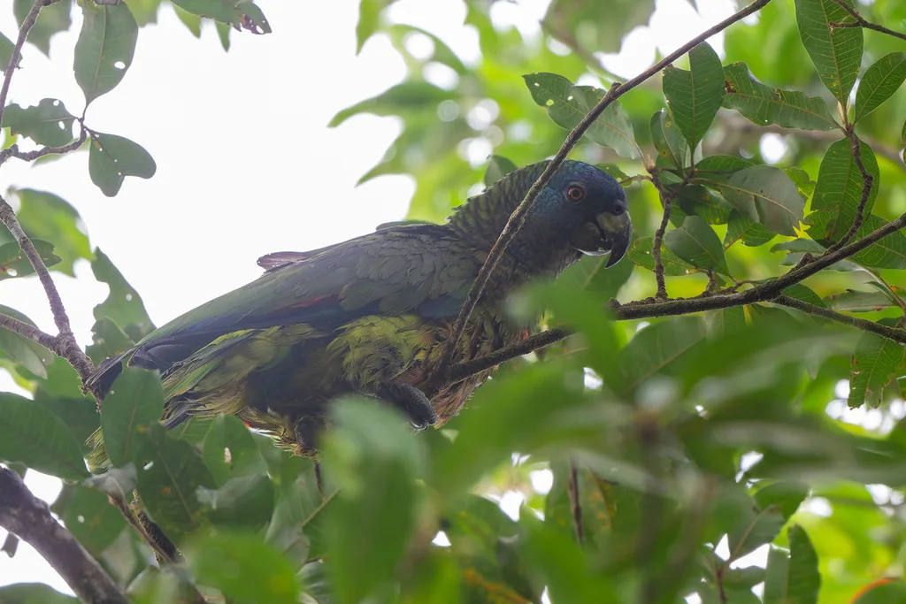 圣卢西亚鹦哥(Amazona versicolor)