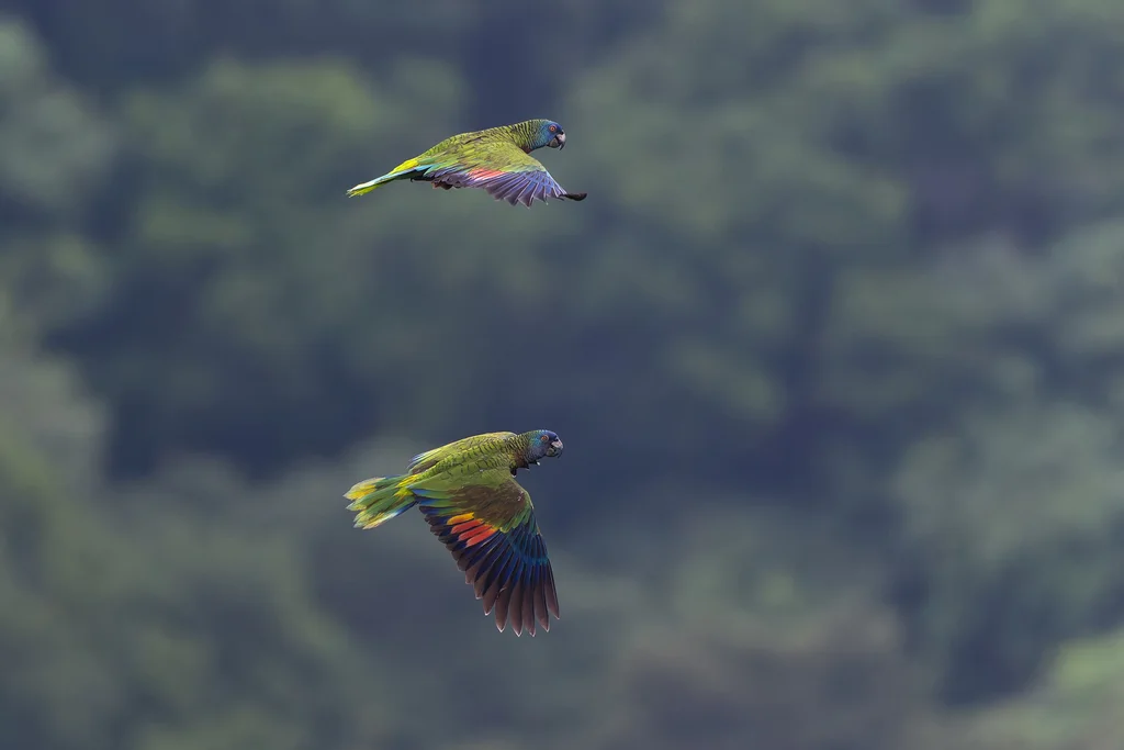 圣卢西亚鹦哥(Amazona versicolor)
