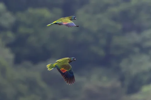 圣卢西亚鹦哥