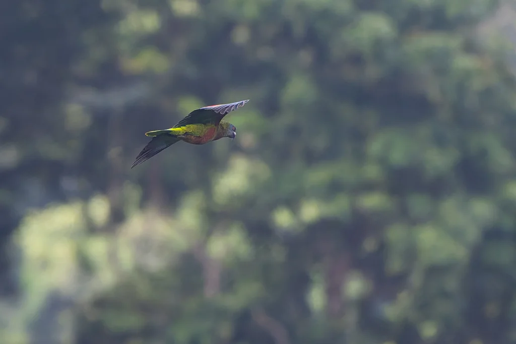 圣卢西亚鹦哥(Amazona versicolor)