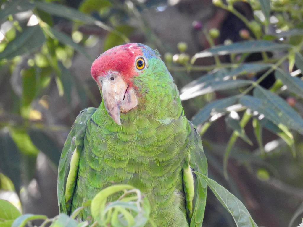 红冠鹦哥(Amazona viridigenalis)