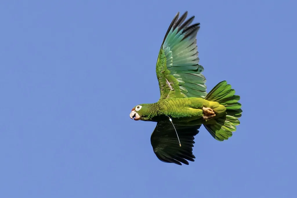 波多黎各鹦哥(Amazona vittata)