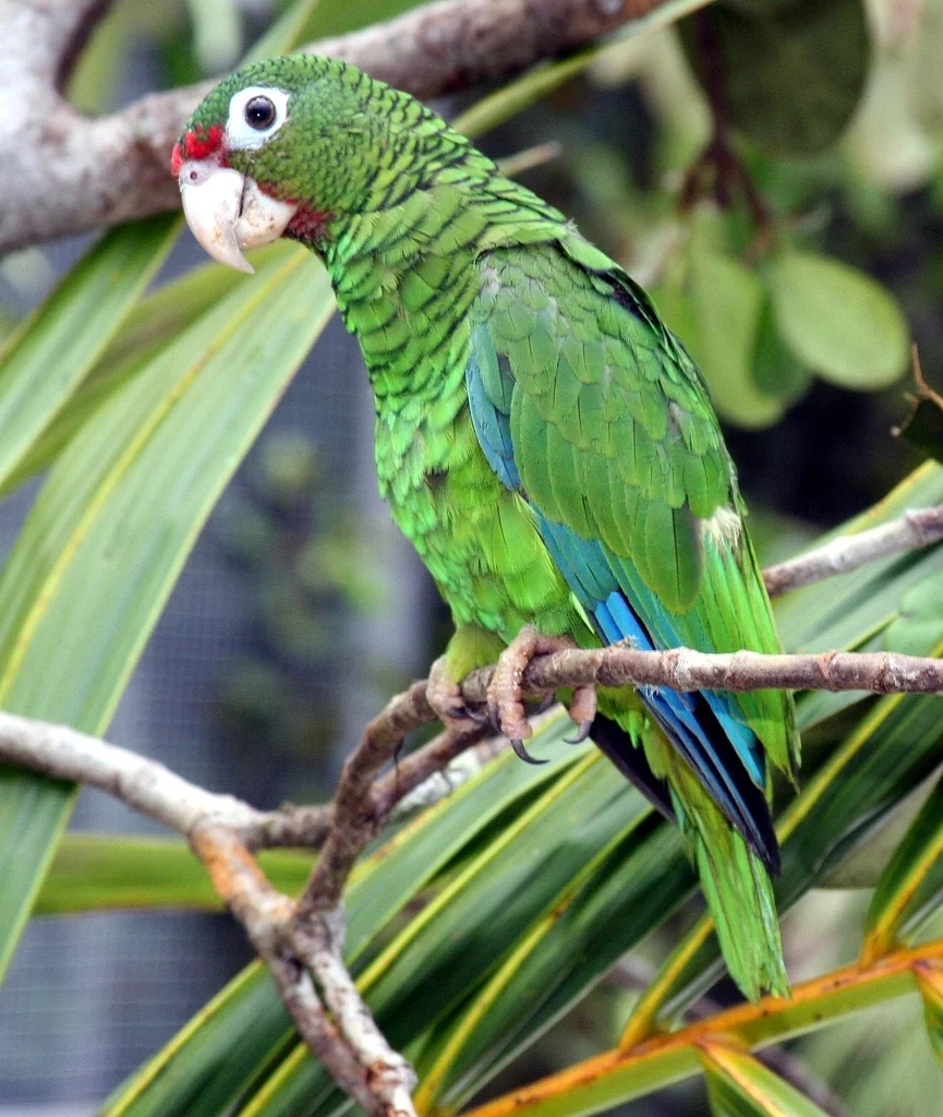 波多黎各鹦哥(Amazona vittata)