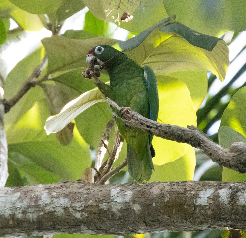 波多黎各鹦哥(Amazona vittata)