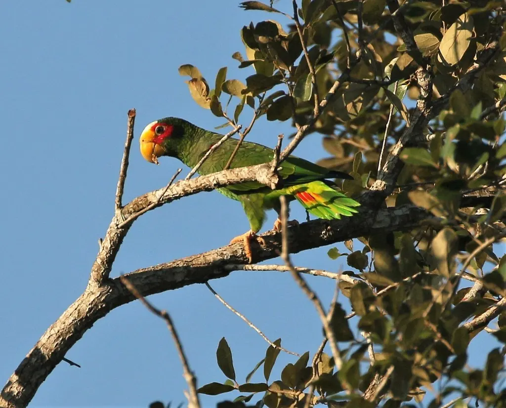 黄眼先鹦哥(Amazona xantholora)
