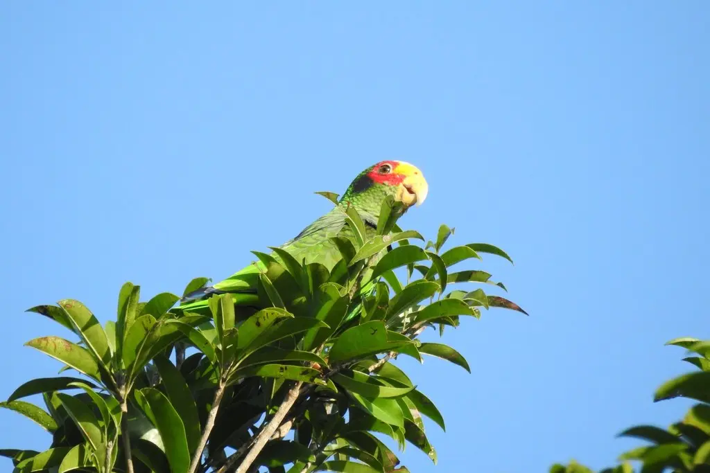 黄眼先鹦哥(Amazona xantholora)