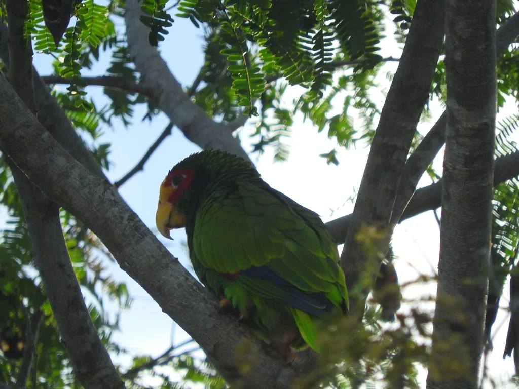黄眼先鹦哥(Amazona xantholora)