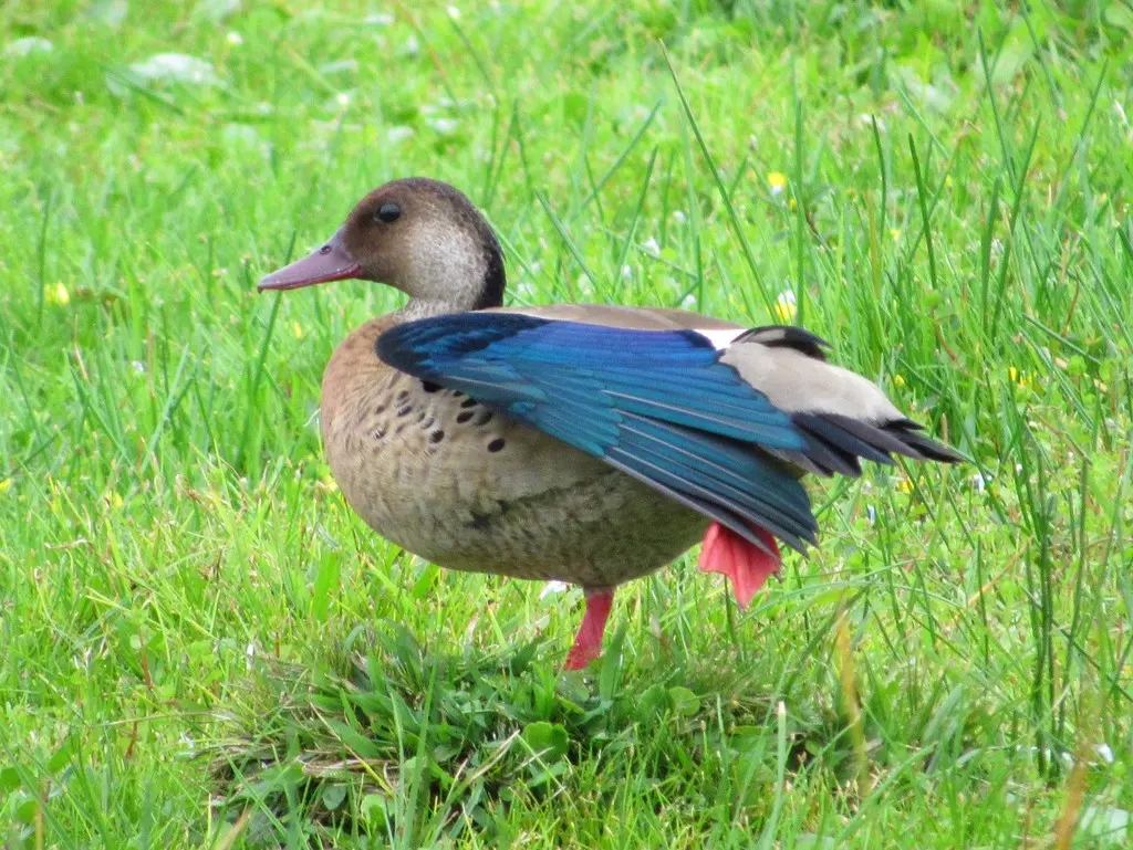 巴西凫(Amazonetta brasiliensis)