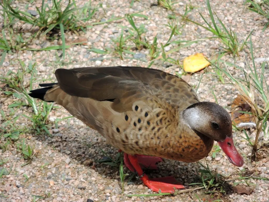 巴西凫(Amazonetta brasiliensis)