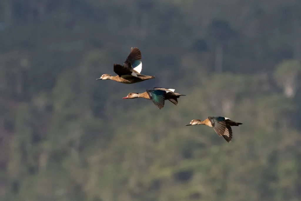 巴西凫(Amazonetta brasiliensis)